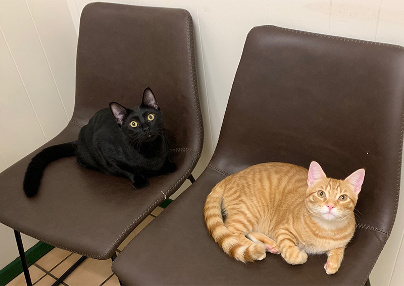 Carousel Slide 5: Cat Veterinary Care, Austin Northwest